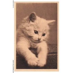 ASHP6-0326-CHAT - UN CHATON BLANC