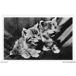 ASHP6-0337-CHAT - DEUX CHATONS QUI MIAULE