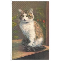 ASHP6-0338-CHAT - DESSIN D'UN CHAT ASSIS SUR UNE TABLE