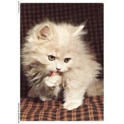 ASHP5-0318-CHAT - CHAT DE PERSE BLANC - PERSIAN