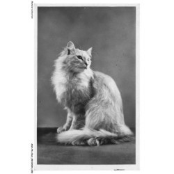 ASHP6-0339-CHAT - UN CHAT BLANC ASSIS