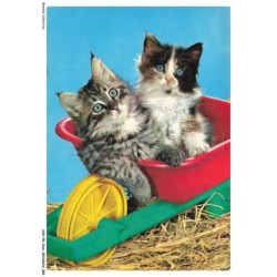 ASHP5-0308-CHAT - CHATON DANS UNE BROUETTE