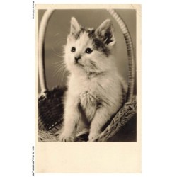 ASHP6-0325-CHAT - CHATON DANS UN PANIER