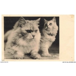 ASHP6-0341-CHAT - DEUX CHATS PERSAN