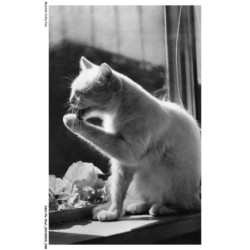 ASHP6-0345-CHAT - CHAT QUI SE LECHE UNE PATTE AVANT