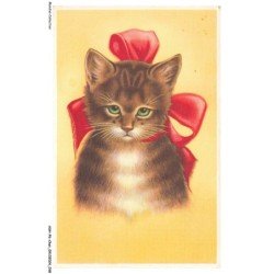 ASHP6-0340-CHAT - PORTRAIT D'UN CHAT AVEC UN NEUE ROUGE AU COU