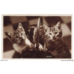 ASHP6-0370-CHAT - DEUX CHATONS DE MEME COULEUR