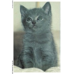 ASHP6-0372-CHAT - UN CHATON ASSIS - CHARTREUX