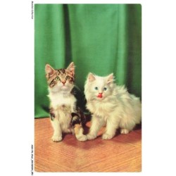 ASHP6-0347-CHAT - DEUX CHATS L'UN BLANC ET L'AUTRE MULTICOLORE