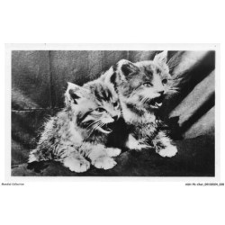 ASHP6-0335-CHAT - DEUX CHATONS QUI MIAULE