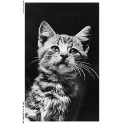 ASHP6-0344-CHAT - PORTRAIT D'UN CHAT