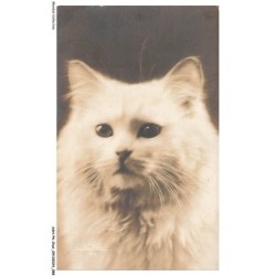 ASHP6-0366-CHAT - PORTRAIT CHAT DE COULEUR BLANC