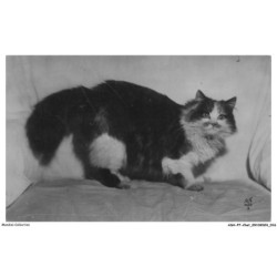 ASHP7-0384-CHAT - CHAT PERSAN TRICOLORE
