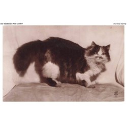 ASHP7-0393-CHAT - CHAT PERSAN TRICOLORE