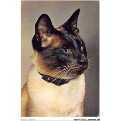 AIDP5-ANIMAUX-0449 - head study - siamese cat