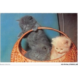 AILP10-0945 - CHAT - chats dans un panier