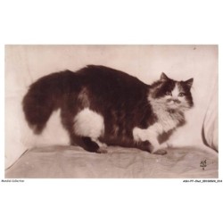 ASHP7-0383-CHAT - CHAT PERSAN TRICOLORE