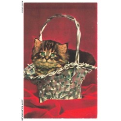 ASHP7-0388-CHAT - CHAT DANS UN PANIER