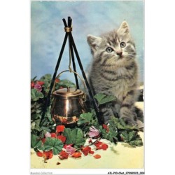 AILP10-0946 - CHAT - regard d'un chat