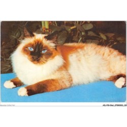 AILP10-1009 - CHAT - sacré de birmanie