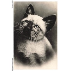 ASHP6-0359-CHAT - PORTRAIT D'UN CHAT