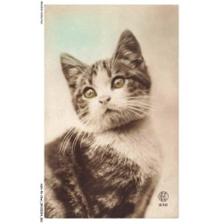 ASHP6-0352-CHAT - PORTRAIT D'UN CHAT