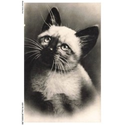 ASHP6-0346-CHAT - PORTRAIT D'UN CHAT