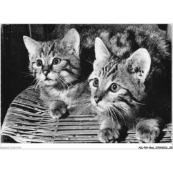 AILP10-1001 - CHAT - chat sauvage européen - deux frères