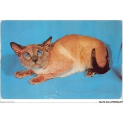 AILP10-0982 - CHAT - siamois bleu