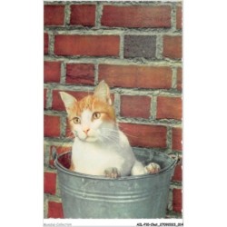 AILP10-0951 - CHAT - chat dans un seau
