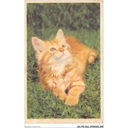 AILP10-0973 - CHAT - regard en l'air