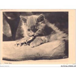 AILP10-0995 - CHAT - persan bleu