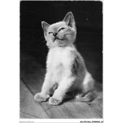 AILP10-0999 - CHAT - chat siamois
