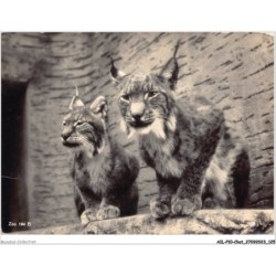 AILP10-1006 - CHAT - europ luchs