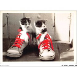 AILP10-0992 - CHAT - paire de chaussures et chatons
