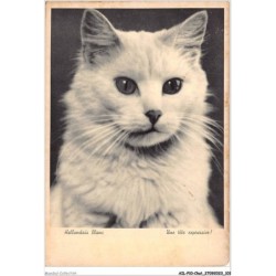 AILP10-0994 - CHAT - hollandais blanc