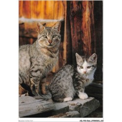 AILP10-1010 - CHAT - deux chats