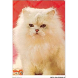 AILP10-1016 - CHAT - regard d'un chat