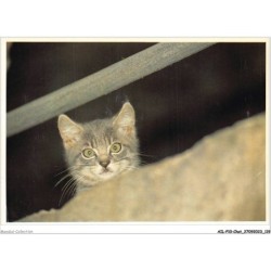 AILP10-1003 - CHAT - regard de chat