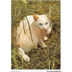 AILP10-1020 - CHAT - chat à poil cour blanc