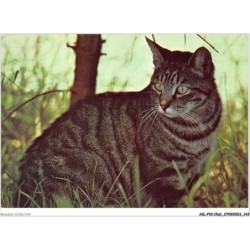 AILP10-1015 - CHAT - chat noir