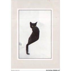 AILP10-1017 - CHAT - regard d'un chat noir