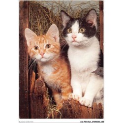 AILP10-1021 - CHAT - chats domestiques