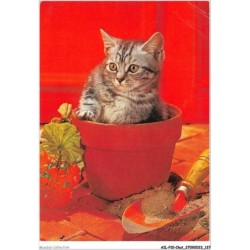 AILP10-1012 - CHAT - chat dans un pot