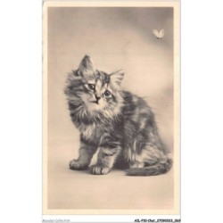 AILP10-0978 - CHAT - regard d'un chat