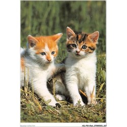 AILP10-1027 - CHAT - deux chats dans les herbes