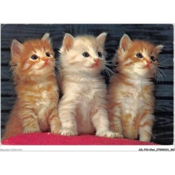 AILP10-1035 - CHAT - groupe de chatons