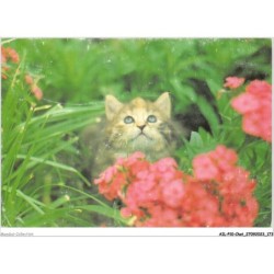 AILP10-1030 - CHAT - regard en l'air