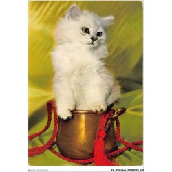 AILP10-1039 - CHAT - chat à poil court blanc