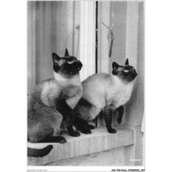 AILP10-0997 - CHAT - deux chats